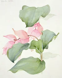 Medinilla magnifica